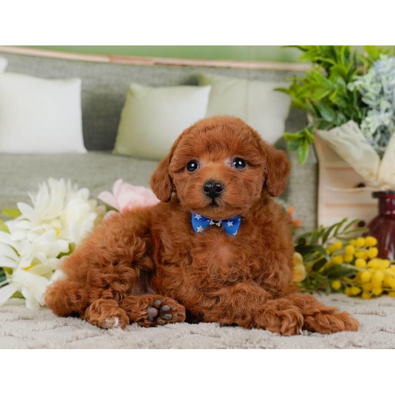 販売中の神奈川県のトイプードル-442056の10枚目