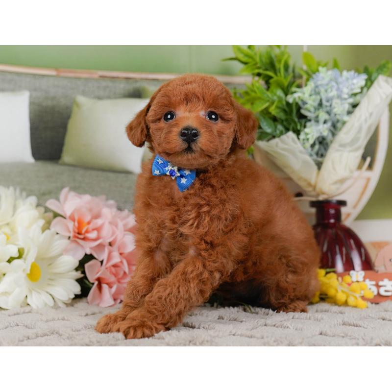 販売中の神奈川県のトイプードル-442056の9枚目