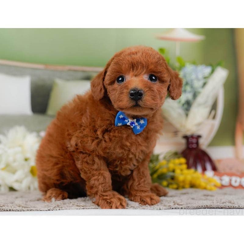 販売中の神奈川県のトイプードル-442056の8枚目