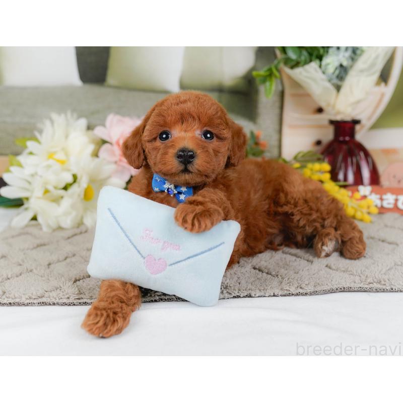 販売中の神奈川県のトイプードル-442056の7枚目