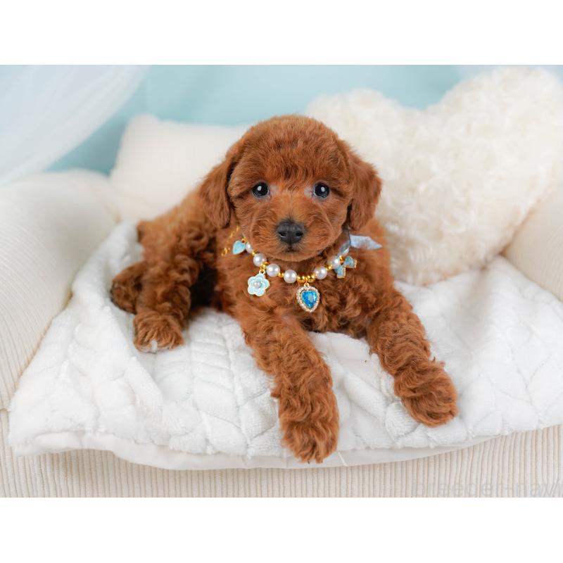 販売中の神奈川県のトイプードル-442056の6枚目