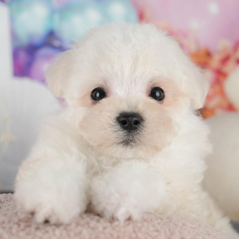 販売中ののマルプー:マルチーズ×トイプードル-442357