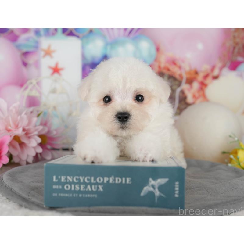 販売中の埼玉県のマルプー:マルチーズ×トイプードル-442357の10枚目