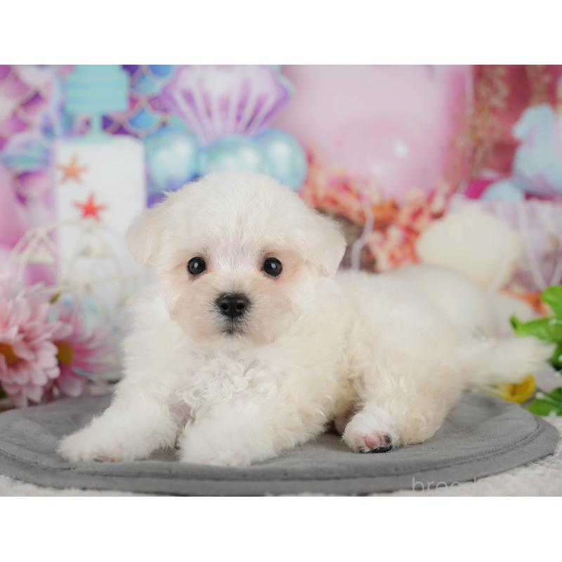 販売中の埼玉県のマルプー:マルチーズ×トイプードル-442357の9枚目