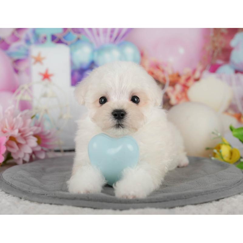 販売中の埼玉県のマルプー:マルチーズ×トイプードル-442357の6枚目