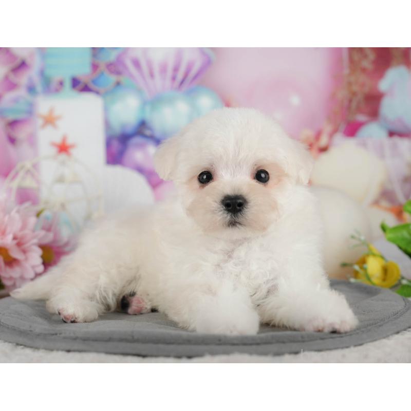 販売中の埼玉県のマルプー:マルチーズ×トイプードル-442357の3枚目