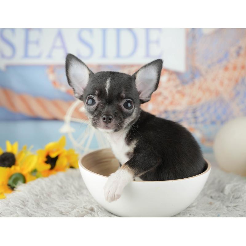 販売中の千葉県のチワワ(スムースコート)-441986の6枚目