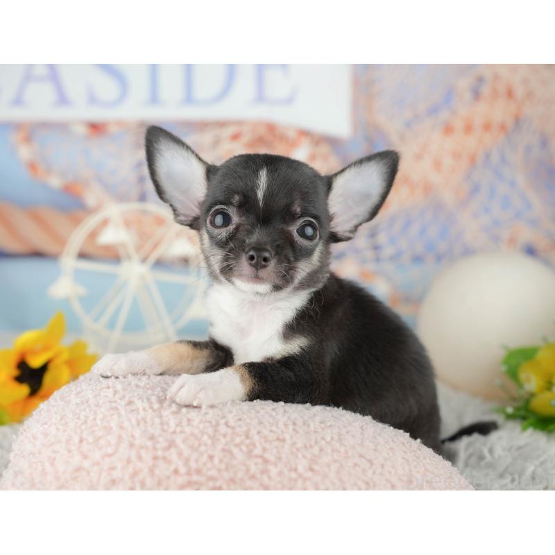 販売中の千葉県のチワワ(スムースコート)-441986の4枚目