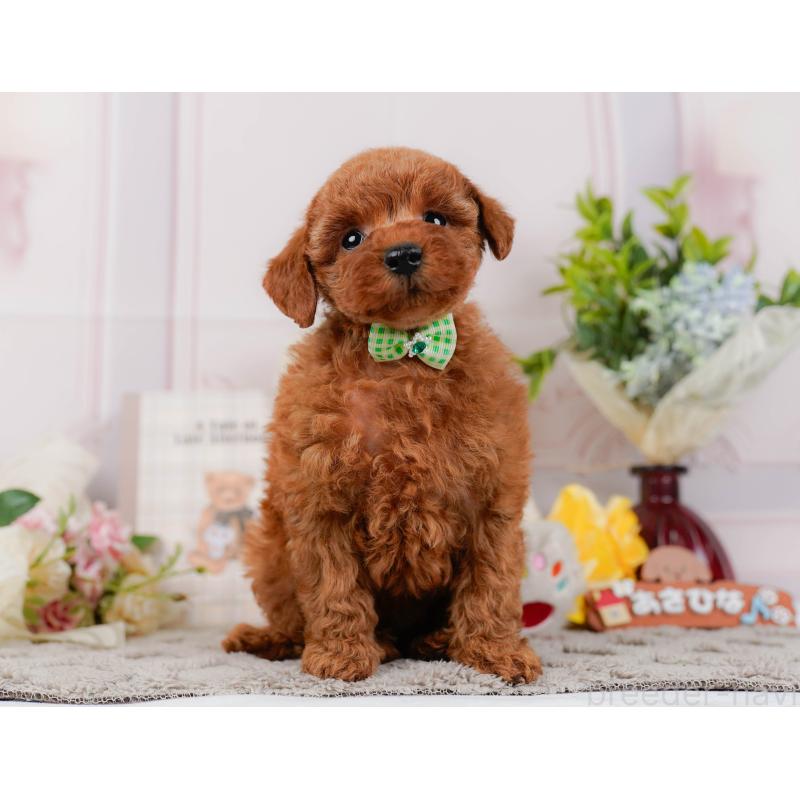 販売中の神奈川県のトイプードル-442059の13枚目