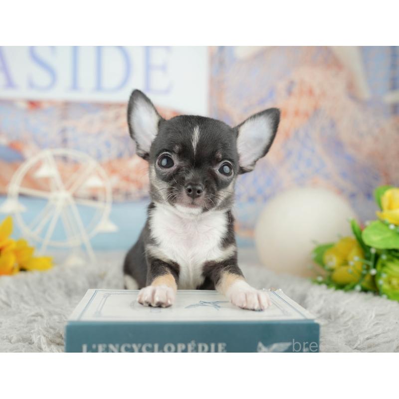 販売中の千葉県のチワワ(スムースコート)-441986の3枚目