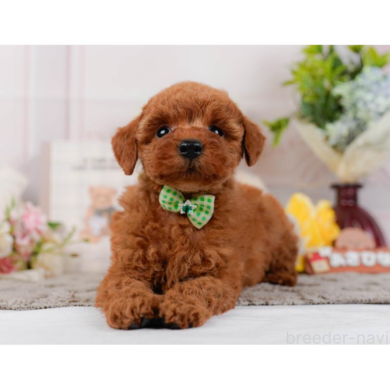 販売中の神奈川県のトイプードル-442059の12枚目