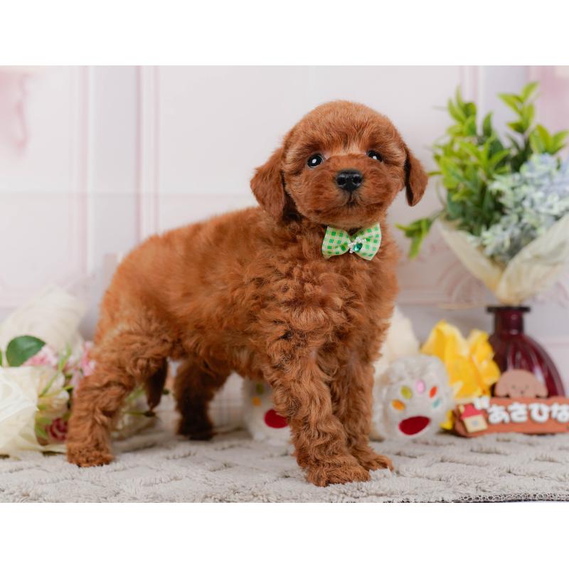 販売中の神奈川県のトイプードル-442059の11枚目