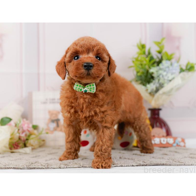 販売中の神奈川県のトイプードル-442059の10枚目