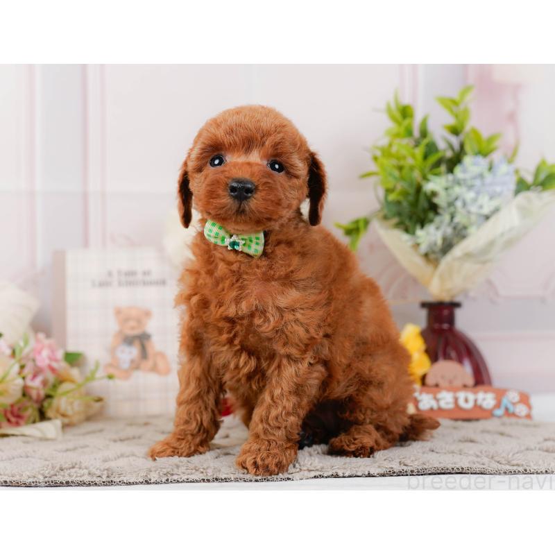 販売中の神奈川県のトイプードル-442059の9枚目