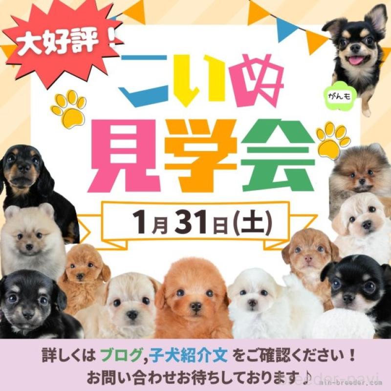 販売中の埼玉県のミニチュアダックスフンド(ロングヘアード)-442356の16枚目