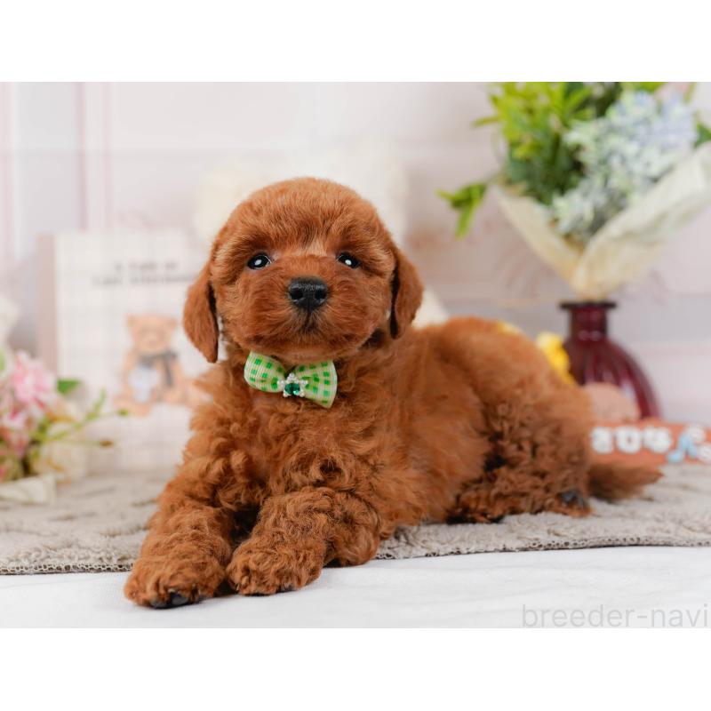 販売中の神奈川県のトイプードル-442059の8枚目