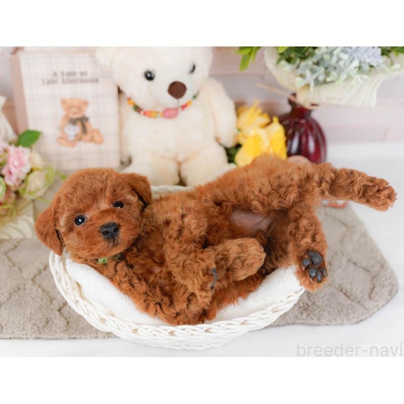 販売中の神奈川県のトイプードル-442059の7枚目