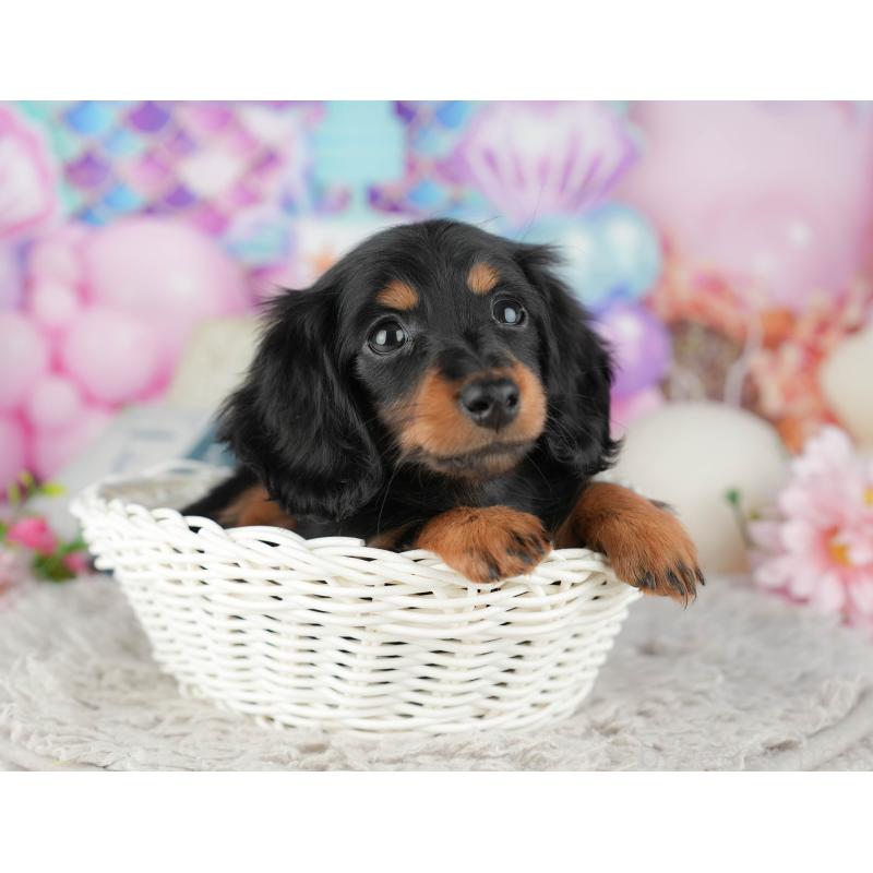 販売中の千葉県のミニチュアダックスフンド(ロングヘアード)-441984の10枚目