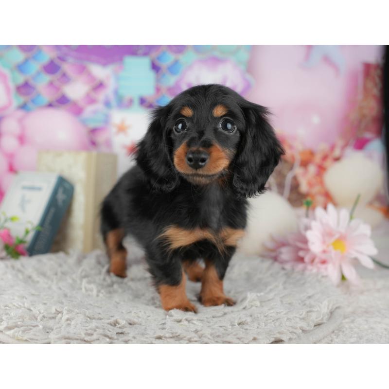 販売中の千葉県のミニチュアダックスフンド(ロングヘアード)-441984の6枚目