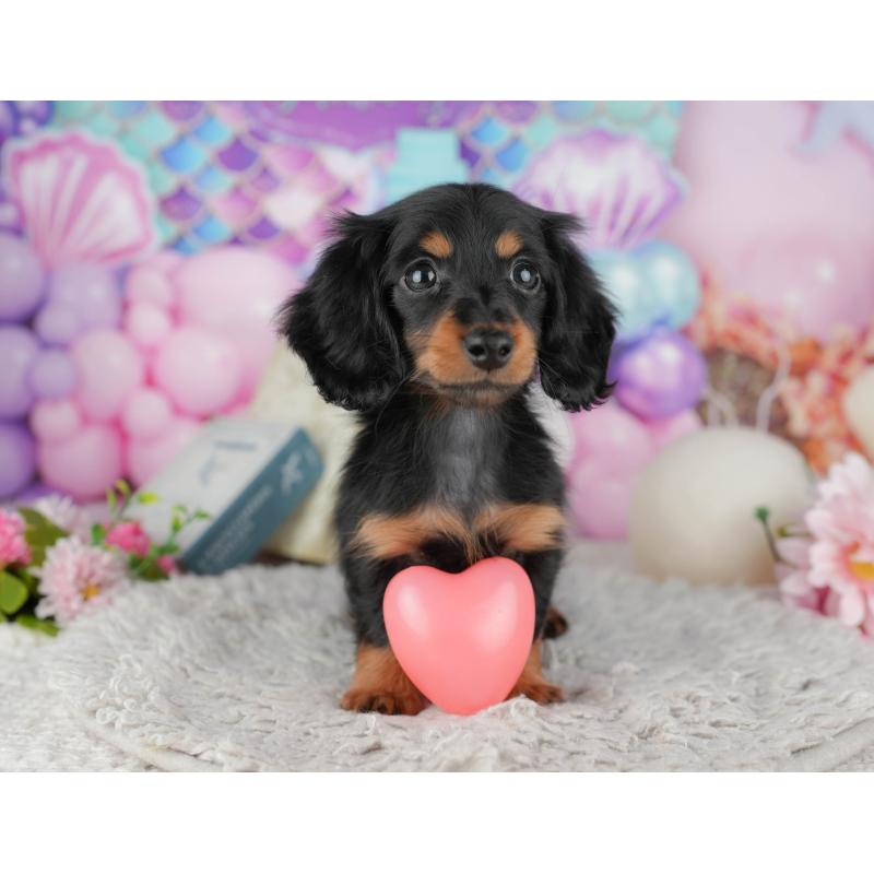 販売中の千葉県のミニチュアダックスフンド(ロングヘアード)-441984の5枚目