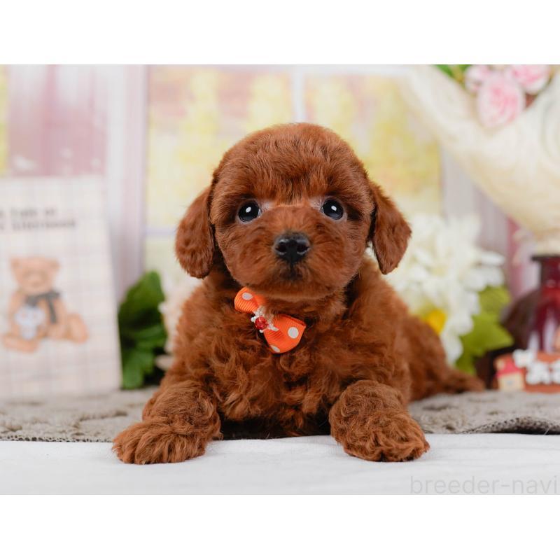 販売中の神奈川県のトイプードル-442062の12枚目