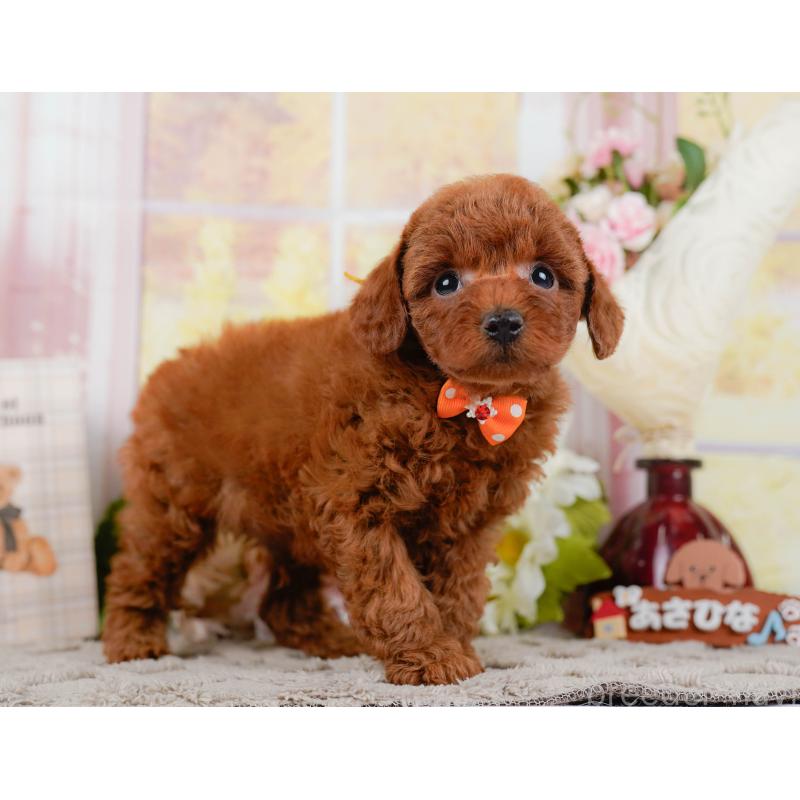 販売中の神奈川県のトイプードル-442062の11枚目