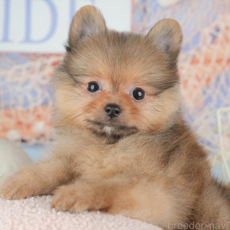 販売中の埼玉県のポメラニアン-442353