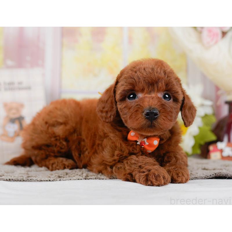 販売中の神奈川県のトイプードル-442062の10枚目