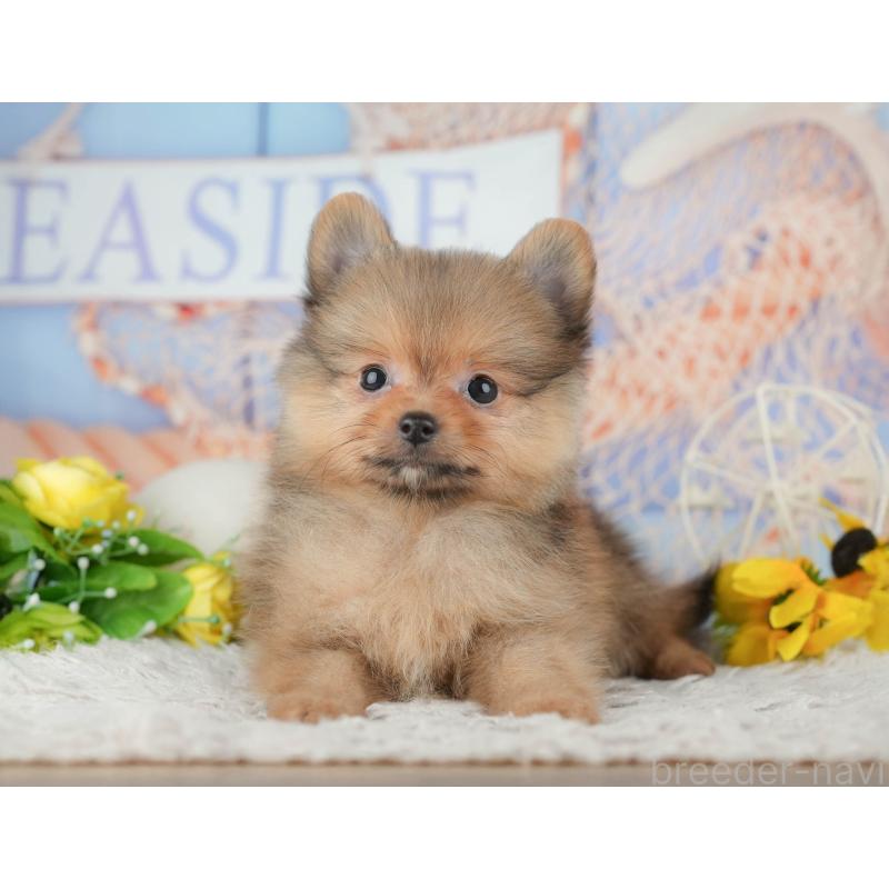 販売中の埼玉県のポメラニアン-442353の11枚目