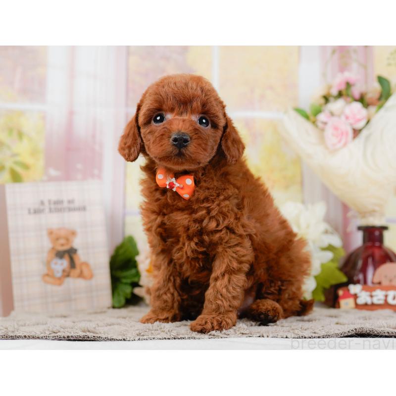 販売中の神奈川県のトイプードル-442062の9枚目