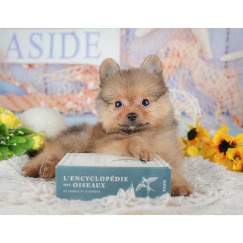 販売中の埼玉県のポメラニアン-442353の10枚目