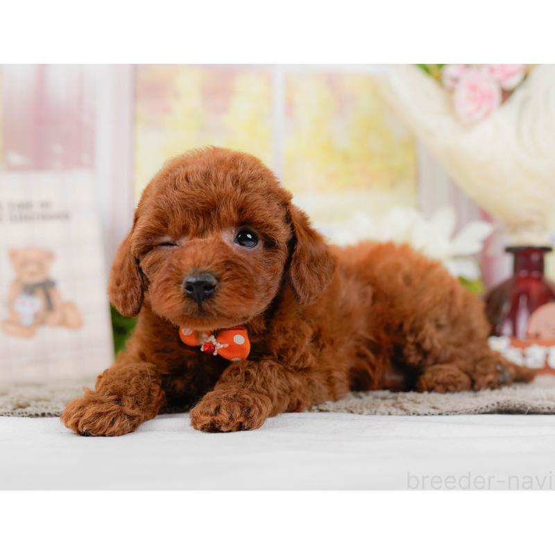 販売中の神奈川県のトイプードル-442062の8枚目