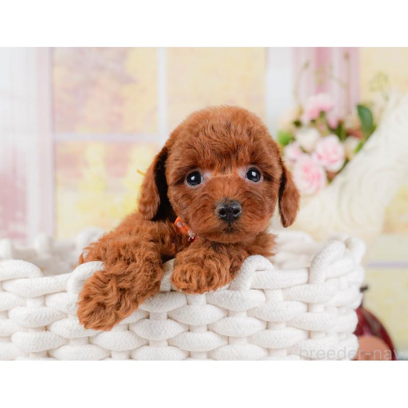 販売中の神奈川県のトイプードル-442062の7枚目