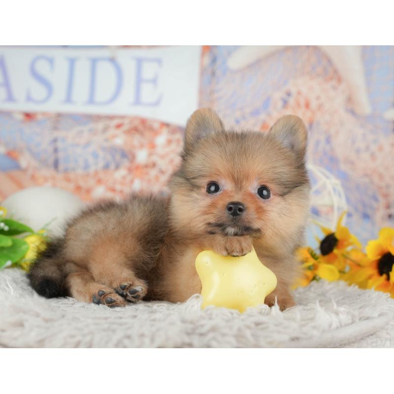 販売中の埼玉県のポメラニアン-442353の8枚目