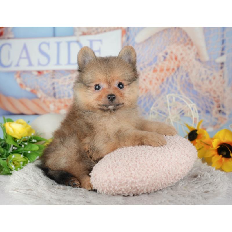 販売中の埼玉県のポメラニアン-442353の7枚目