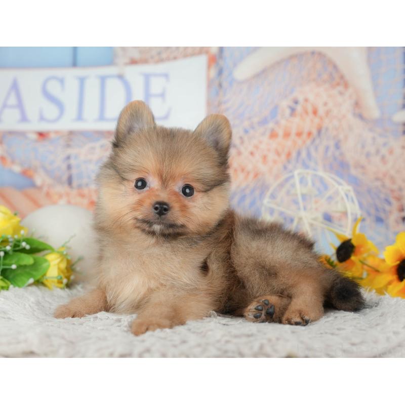 販売中の埼玉県のポメラニアン-442353の5枚目