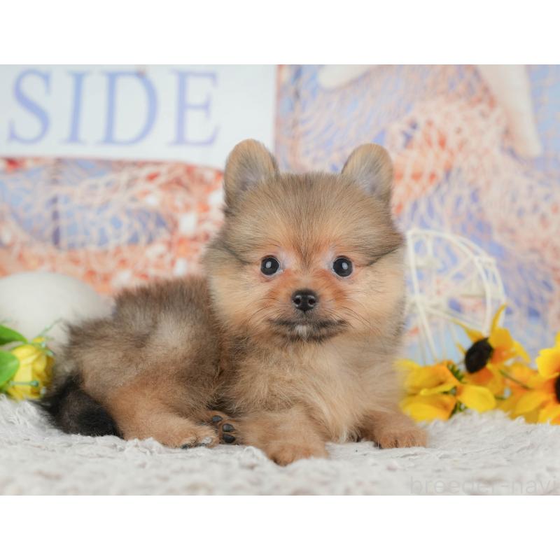 販売中の埼玉県のポメラニアン-442353の4枚目