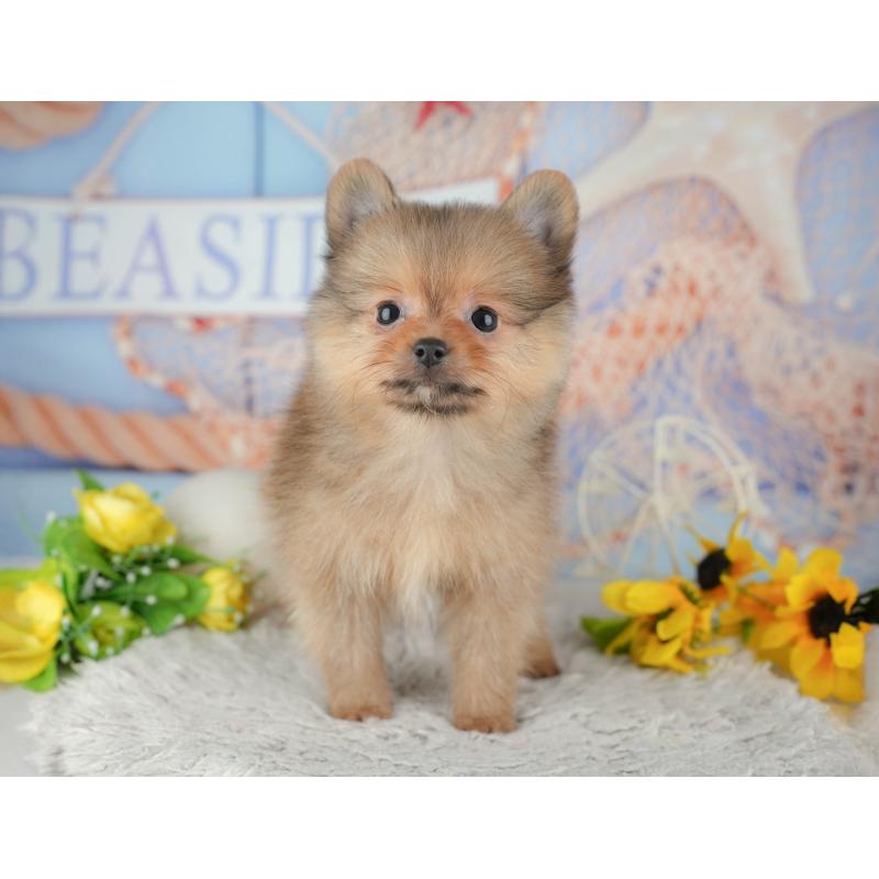 販売中の埼玉県のポメラニアン-442353の3枚目