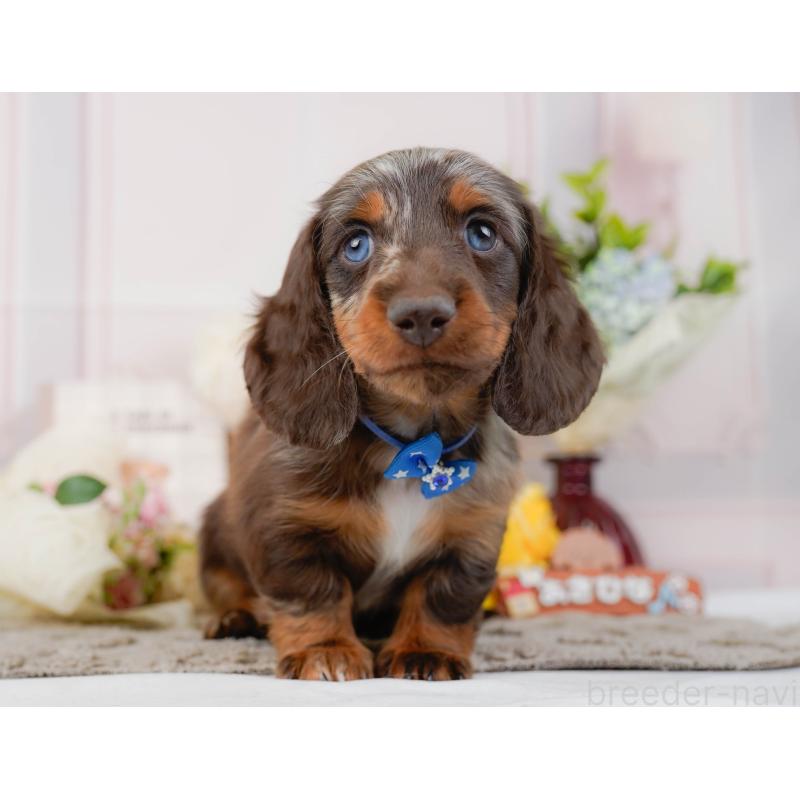 販売中の神奈川県のミニチュアダックスフンド(ロングヘアード)-442041の13枚目