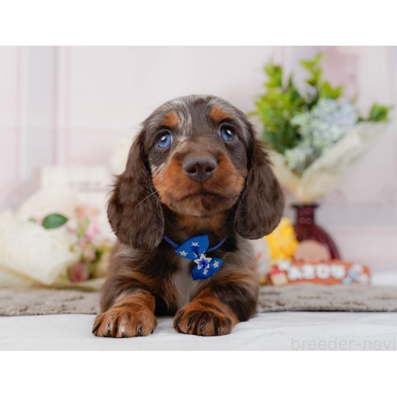 販売中の神奈川県のミニチュアダックスフンド(ロングヘアード)-442041の12枚目