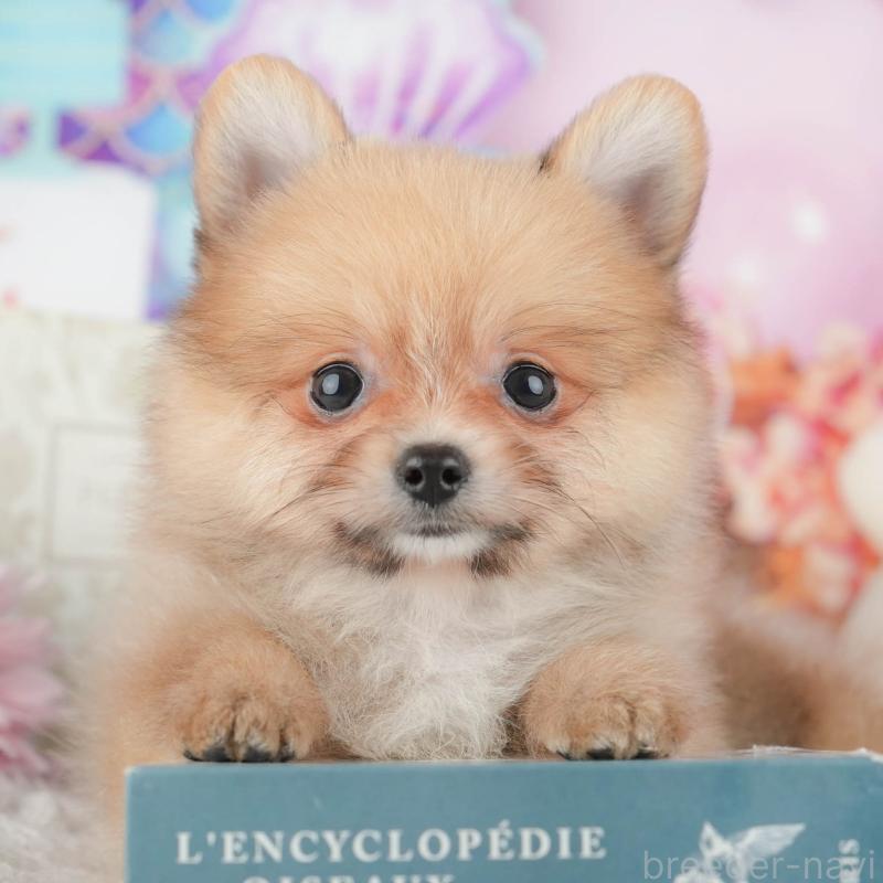 販売中の埼玉県のポメラニアン-442350