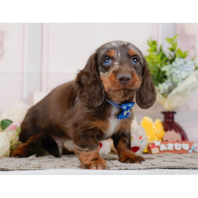 販売中の神奈川県のミニチュアダックスフンド(ロングヘアード)-442041の11枚目