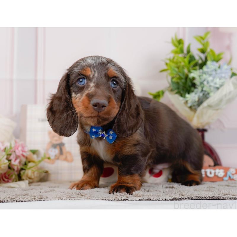 販売中の神奈川県のミニチュアダックスフンド(ロングヘアード)-442041の10枚目