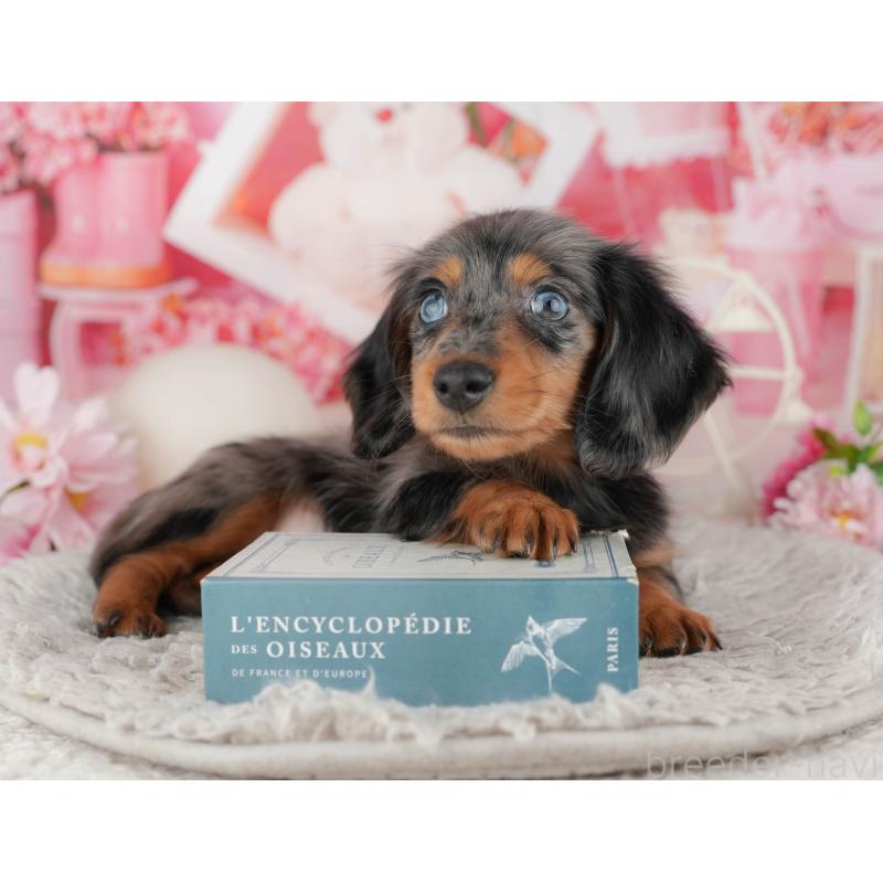 販売中の千葉県のミニチュアダックスフンド(ロングヘアード)-441980の9枚目