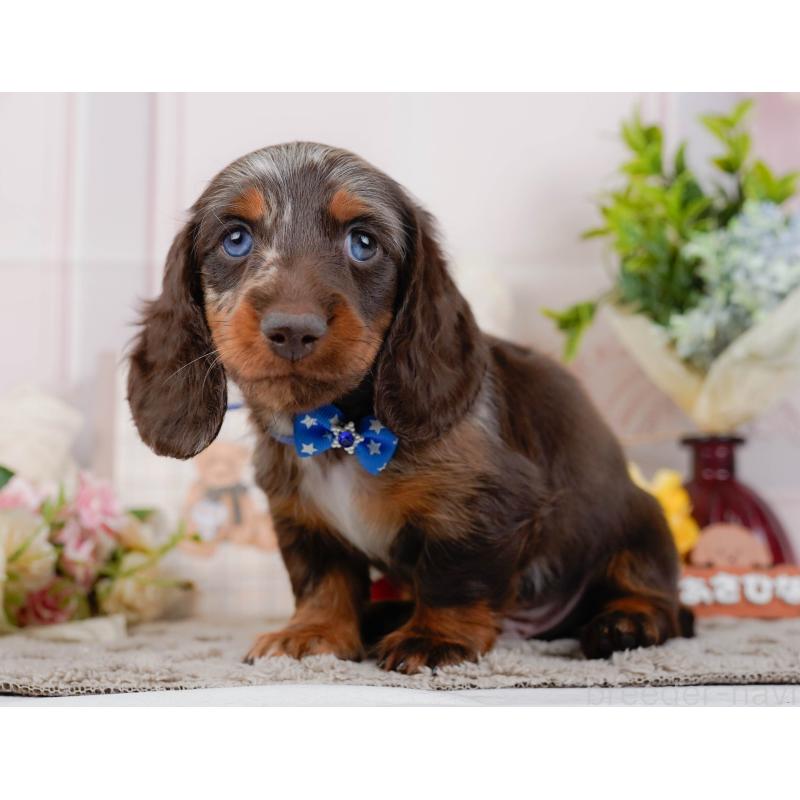 販売中の神奈川県のミニチュアダックスフンド(ロングヘアード)-442041の9枚目