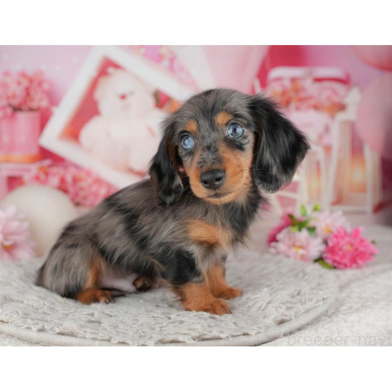 販売中の千葉県のミニチュアダックスフンド(ロングヘアード)-441980の8枚目