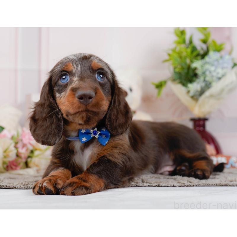 販売中の神奈川県のミニチュアダックスフンド(ロングヘアード)-442041の8枚目