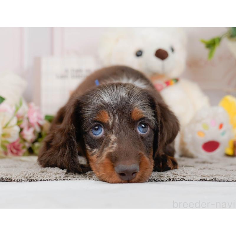 販売中の神奈川県のミニチュアダックスフンド(ロングヘアード)-442041の7枚目