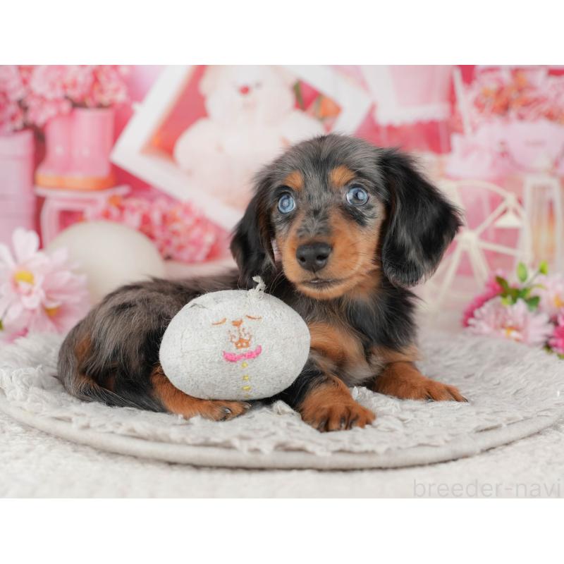 販売中の千葉県のミニチュアダックスフンド(ロングヘアード)-441980の7枚目