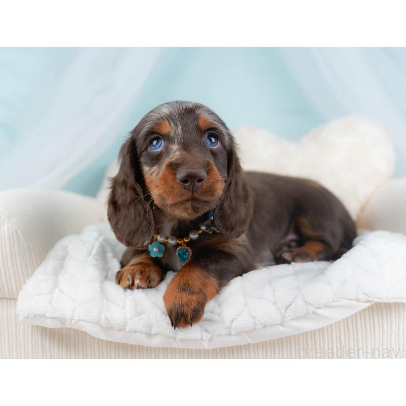 販売中の神奈川県のミニチュアダックスフンド(ロングヘアード)-442041の6枚目